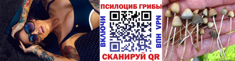 купить   Иннополис  Псилоцибиновые грибы Psilocybine cubensis 